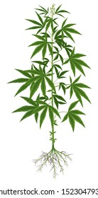 Hemp Plant (Cannabis Sativa Or Cannabis Indica, Marijuana) Isolated On White Background Graphic Vector