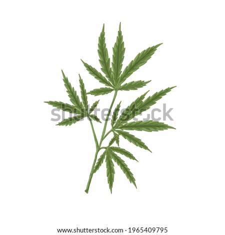 Hemp plant with leaf. Hand-drawn Marijuana or Cannabis stem with leaves. Botanical art in retro style. Realistic detailed vector illustration of medical marihuana isolated on white background