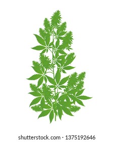 Hemp Plant. Marijuana Or Cannabis Indica Tree. Isolated Vector Illustration On White Background.