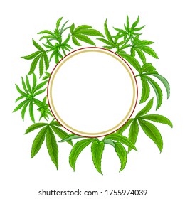 marco vectorial de planta de cáñamo sobre fondo blanco