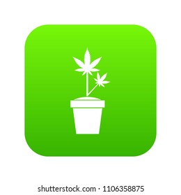 Hemp in pot icon digital green for any design isolated on white vector illustration