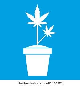 Hemp in pot icon white isolated on blue background vector illustration