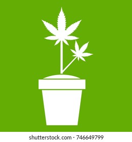 Hemp in pot icon white isolated on green background. Vector illustration