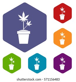 Hemp in pot icons set rhombus in different colors isolated on white background