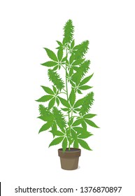 Hemp Potted Plant. Marijuana Or Cannabis Indica Tree. Isolated Vector Illustration On White Background. Weed Growing In A Pot At Home.