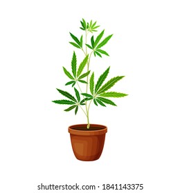 Hemp Seedling Growing in Ceramic Pot Vector Illustration