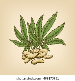 Hemp Seeds And Leaves. Vector Illustration. Hand Drawn Illustration.