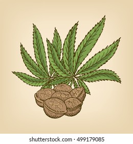 Hemp Seeds And Leaves. Vector Illustration. Hand Drawn Illustration.