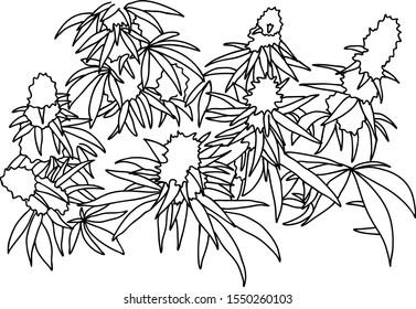 Hemp vector line illustration. Bush of marijuana. 