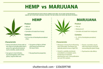 Hemp vs Marijuana horizontal infographic illustration about cannabis as herbal alternative medicine and chemical therapy, healthcare and medical science vector.