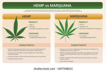 Hemp Vs Marijuana Horizontal Textbook Infographic Stock Vector (Royalty ...