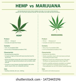 Hemp vs Marijuana square infographic illustration about cannabis as herbal alternative medicine and chemical therapy, healthcare and medical science vector.