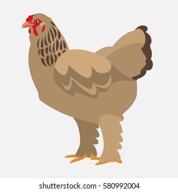 hen