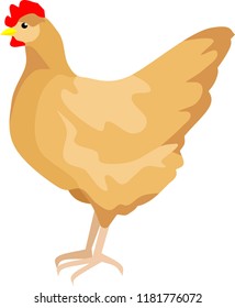 Hen Animal Vector Illustration