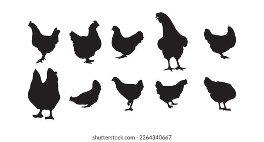 hen, broiler, chicken silhouettes vector illustrator eps10 