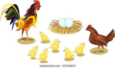 Hen and brood of chickens