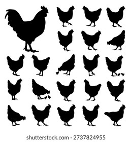 Hen Cartoon Character Vector Illustration Set