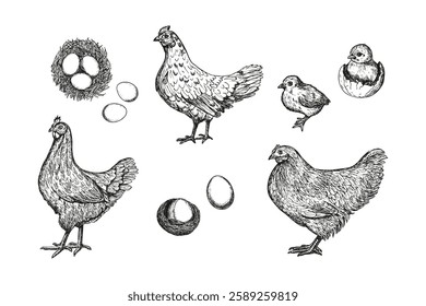 Hen chicken chick sketch outline illustration set. Farm chicken doodle drawing in engraving style. Hand drawn vector line art clipart