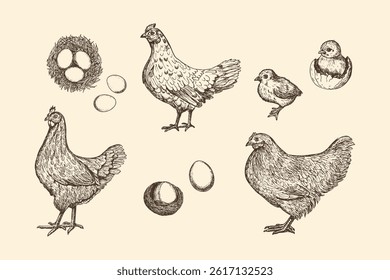 Hen chicken chick sketch outline illustration set. Farm chicken doodle drawing in engraving style. Hand drawn vector line art clipart