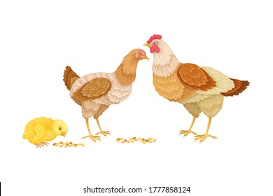 Hen and Chicken Eating Grain from the Ground Vector Illustration