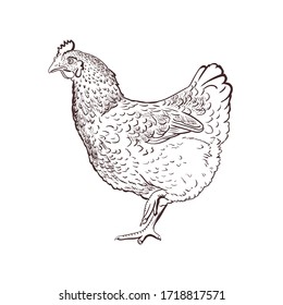 Hen. Chicken farm premium quality isolated on white background. Fresh eggs logo. Premium element design packaging. Monochrome Illustration Vector Sketch hand drawn. Graphics. Black and white