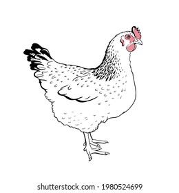 Hen. Chicken farm premium quality isolated on white background. Fresh eggs logo. Premium element design packaging. Vector Sketch hand drawn. Graphics. Black and white