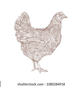 Hen or chicken hand drawn with contour lines on white background. Elegant monochrome drawing of domestic farm poultry bird. Vector illustration in vintage woodcut, engraving or etching style