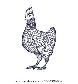 Hen or chicken hand drawn with contour lines on white background. Elegant monochrome drawing of domestic farm poultry bird. illustration in vintage woodcut, engraving or etching style. Vector