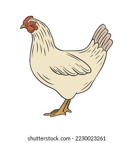 Hen chicken hand drawn vector illustration