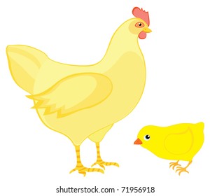 Hen with chicken on a white background