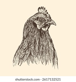 Hen chicken portrait sketch outline illustration. Farm chicken doodle drawing in engraving style. Hand drawn vector line art clipart