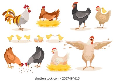 Hen Chicken and Roosters Isolated on White Background. Fowl with Chicks and Eggs in Nest, Poultry Farm Male and Female Domestic Birds, Farming Production, Agriculture. Cartoon Vector Illustration