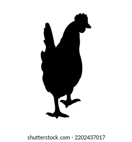 Hen or chicken silhouette isolated in white background. Free grazing hen bird in the runch. Hand drawn vector illustration