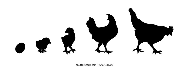 Hen or chicken silhouette isolated in white background. Free grazing hen bird in the runch. Hand drawn vector illustration