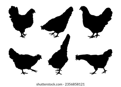 Hen chicken silhouette. Chicken silhouettes walking, eating.