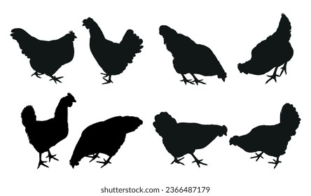 Hen chicken silhouette. Chicken silhouettes walking, eating.