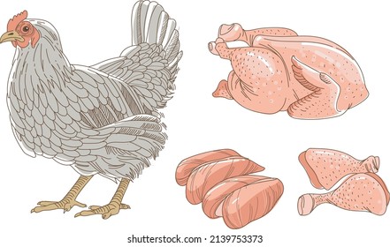 Hen, boceto de pollo. Partes frescas de pollo crudo y pollo aisladas en un fondo blanco. Patas de filete de pecho. Ilustración de vector de contorno
