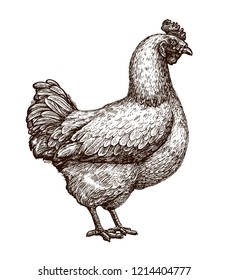 3,791 Realistic hen Images, Stock Photos & Vectors | Shutterstock