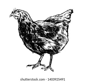 Hen, chicken sketch. Poultry farm, farming concept Vintage vector illustration