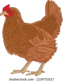 16 Pollo Coloring Stock Vectors, Images & Vector Art | Shutterstock