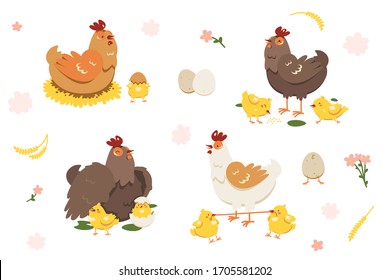 hen chicken young baby family