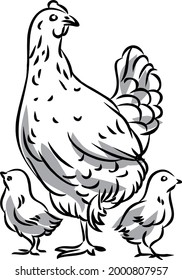 Hen and Chicks Hand Drawn Illustration