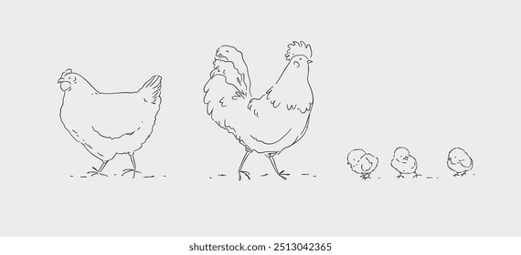 Hen chicks and rooster, chicken farm family drawing on white background