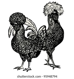 Hen and Cock (Polish race)  vintage engraved illustration - "Dictionnaire encyclopedique universel illustre" By Jules Trousset - 1891 Paris