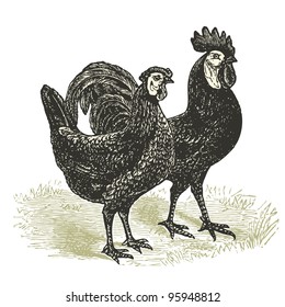 Hen and Cock (Spanish race) vintage engraved illustration - "Dictionnaire encyclopedique universel illustre" By Jules Trousset - 1891 Paris