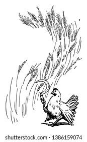 A hen cutting wheat by sickle, vintage line drawing or engraving illustration