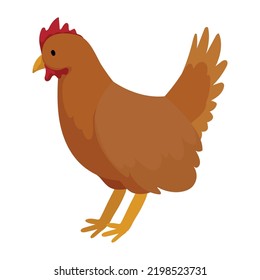 hen domestic farm animal character