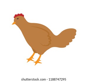 Hen domestic poultry with feathers and sharp claws. Isolated icon vector of animal giving eggs. Chicken fowl living on farm, cockerels birds breeding