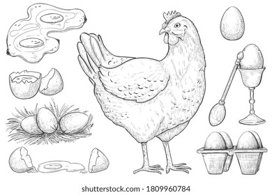 Hen and egg sketch. Chicken and healthy natural farm egg in pack, nest, broken, boiled, omelet sketch design element. Vector vintage hand drawn hen bird and fresh or cooked farm product illustration