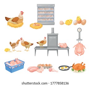 Hen Eggs Incubator and Dressed Chicken Vector Illustration